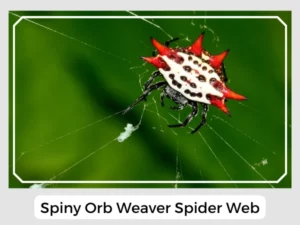 Spiny Orb Weaver Spider Web