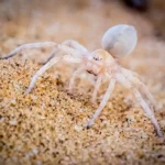 White Lady Spider Picture