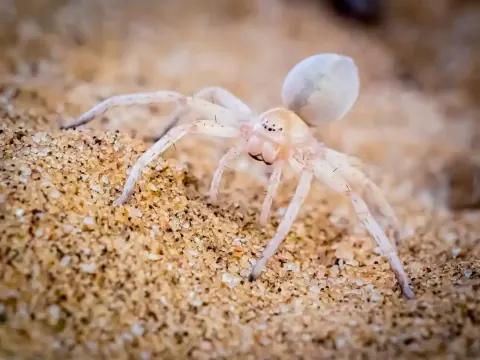 White Lady Spider Picture