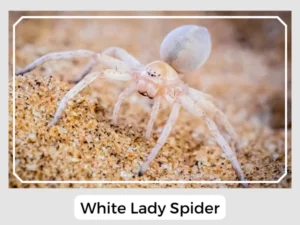 White Lady Spider Picture