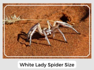 White Lady Spider Size