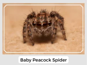 Baby Peacock Spider