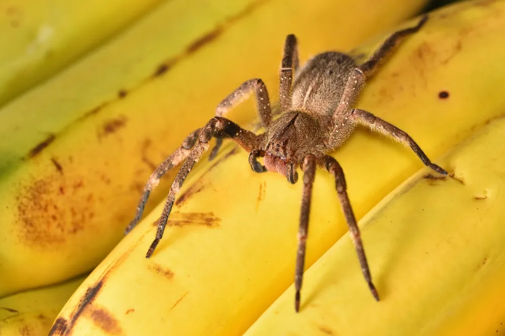 Banana Spider