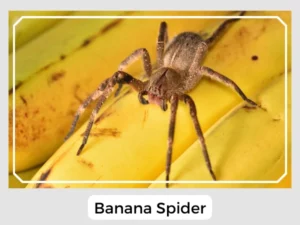 Banana Spider