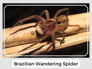 Brazilian Wandering Spider Picture
