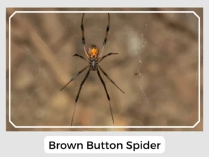 Brown Button Spider