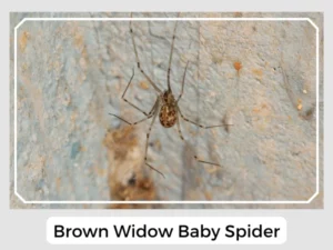 Brown Widow Baby Spider