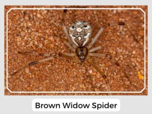 Brown Widow Spider