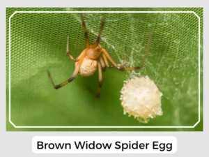 Brown Widow Spider Egg