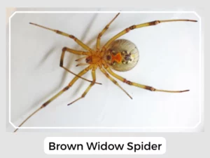 Brown Widow Spider Picture