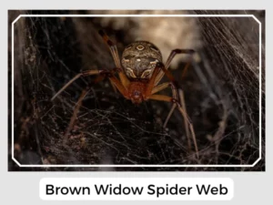 Brown Widow Spider Web