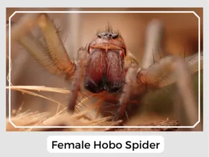 Female Hobo Spider
