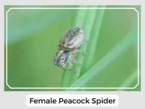 Female Peacock Spider