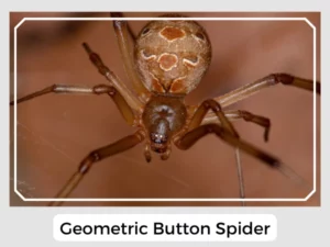 Geometric Button Spider