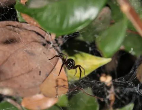 Grey House Spider Size