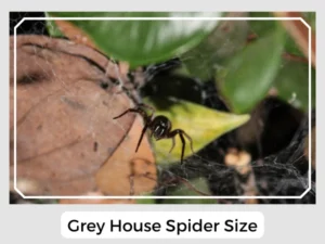 Grey House Spider Size