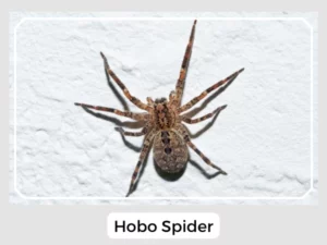 Hobo Spider