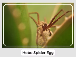 Hobo Spider Egg