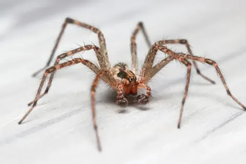 Hobo Spider Image