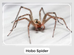 Hobo Spider Image