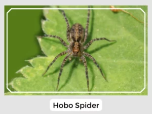 Hobo Spider Pictures