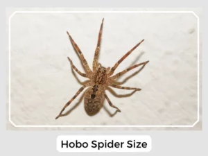 Hobo Spider Size