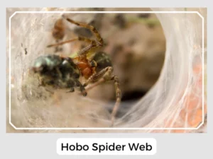 Hobo Spider Web