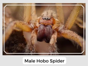 Male Hobo Spider