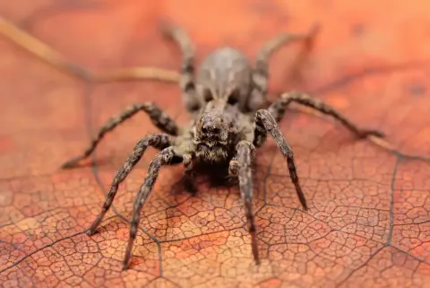 Pardosa Wolf Spider