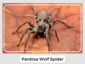 Pardosa Wolf Spider