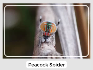 Peacock Spider Images