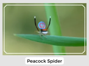 Peacock Spider Size