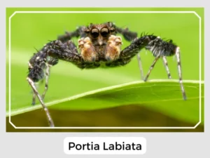 Portia Labiata