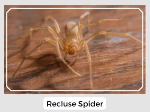 Recluse Spider