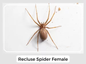 Recluse Spider Female