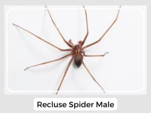 Recluse Spider Male