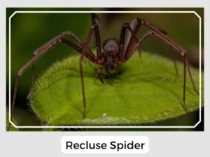 Recluse Spider Picture