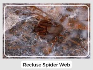 Recluse Spider Web