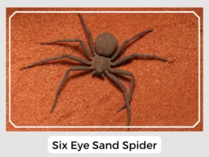 Six Eye Sand Spider