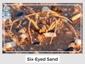 Six-Eyed Sand Image