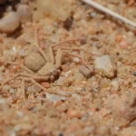 Six Eyed Sand Spider Size