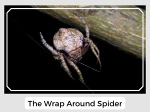 The Wrap Around Spider