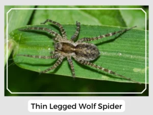 Thin Legged Wolf Spider