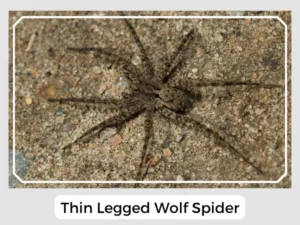 Thin Legged Wolf Spider Picture