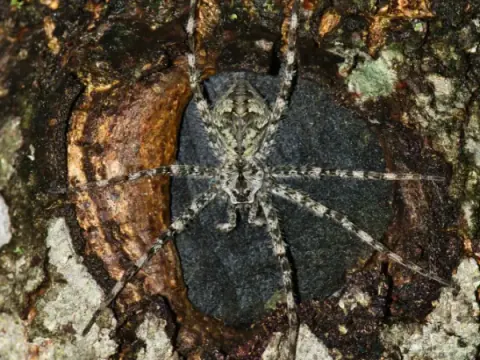 White Banded Fishing Spider Picture