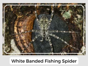 White Banded Fishing Spider Picture