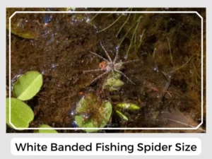 White Banded Fishing Spider Size