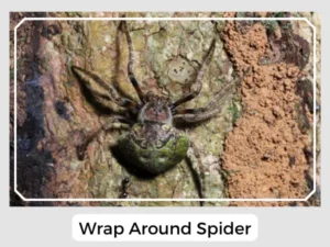 Wrap Around Spider
