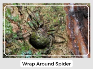 Wrap Around Spider Image