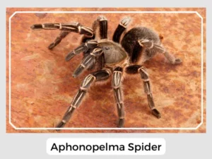 Aphonopelma Spider